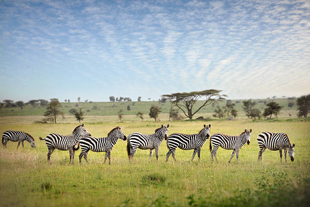 tanzania safaris