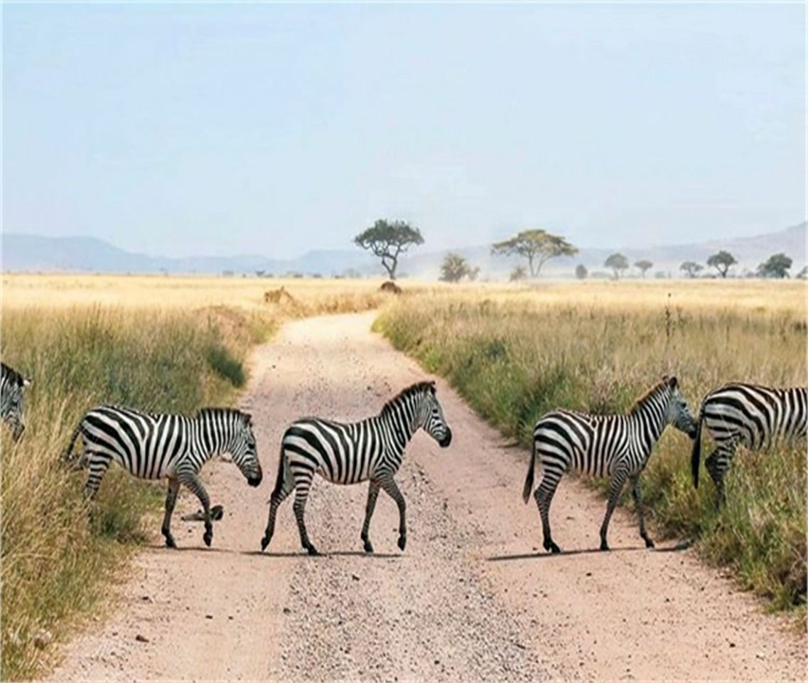 tanzania safaris