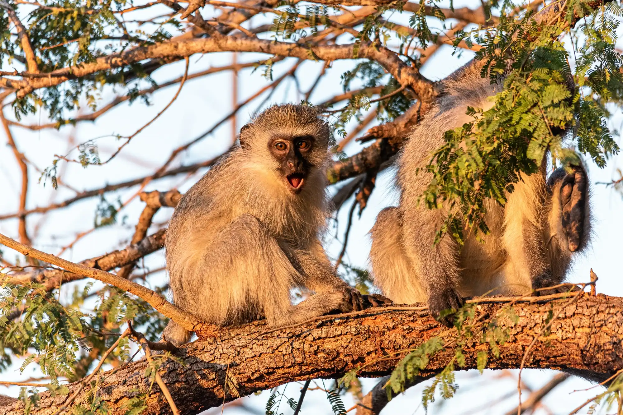 tanzania safaris