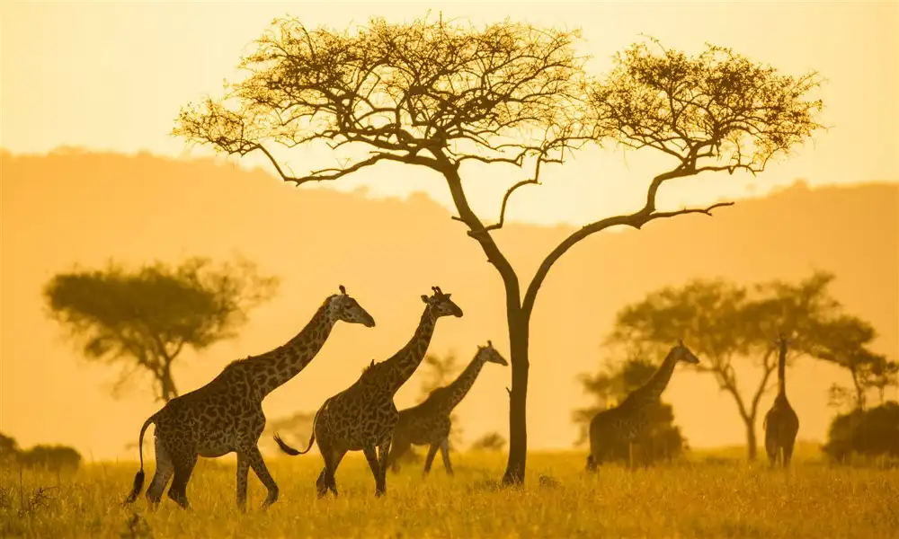 tanzania safaris