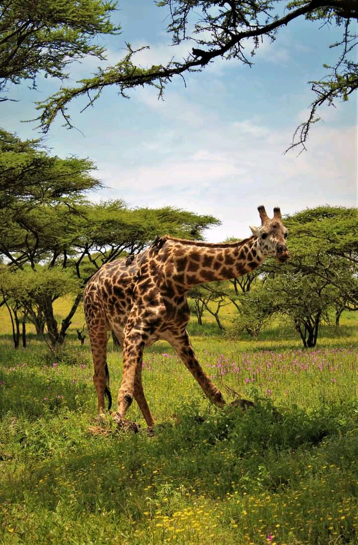 tanzania safaris