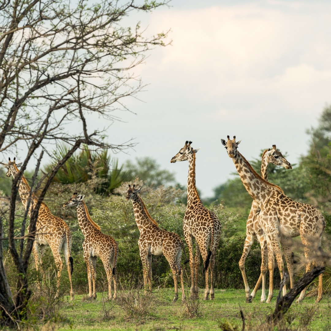 tanzania safaris