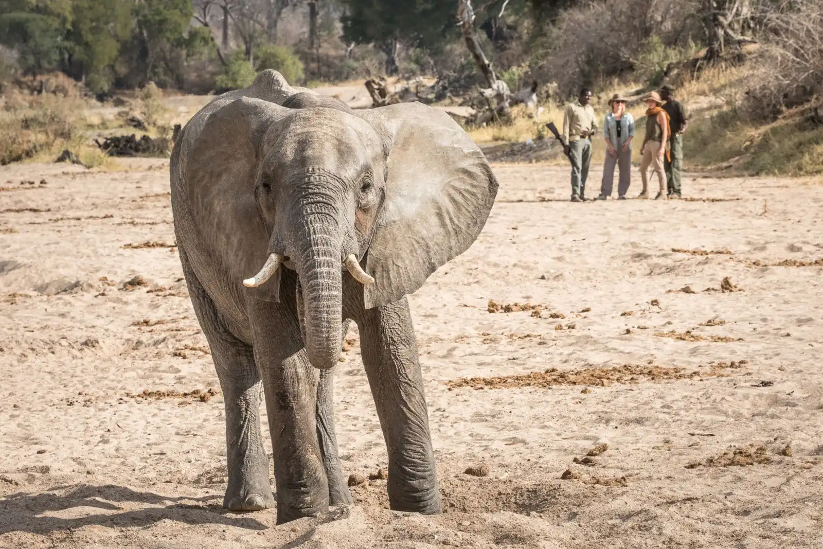 tanzania safaris