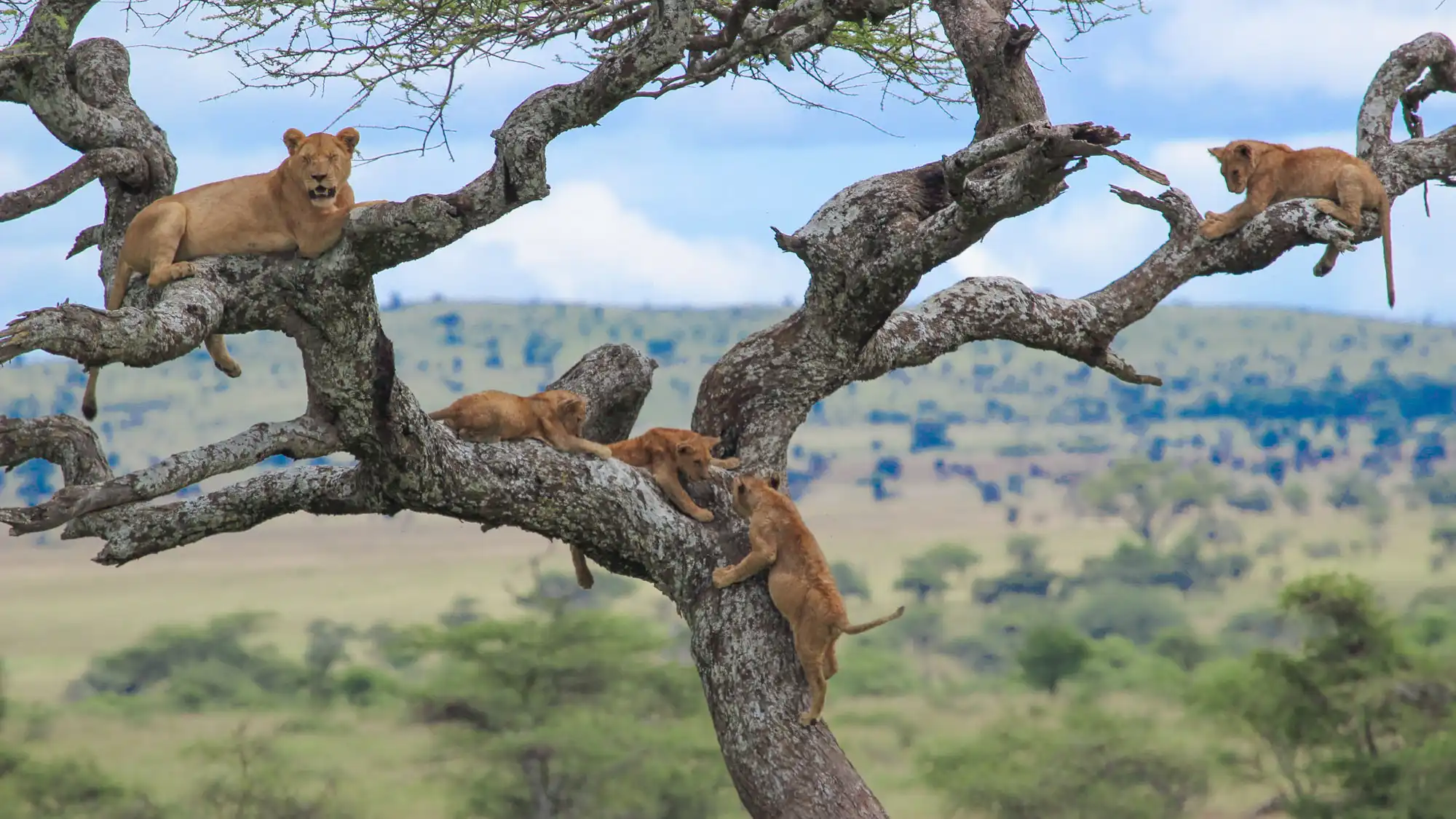 tanzania safaris