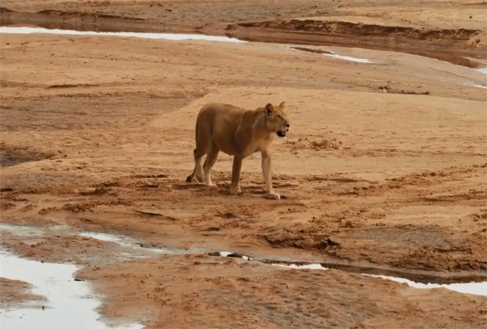 tanzania safaris