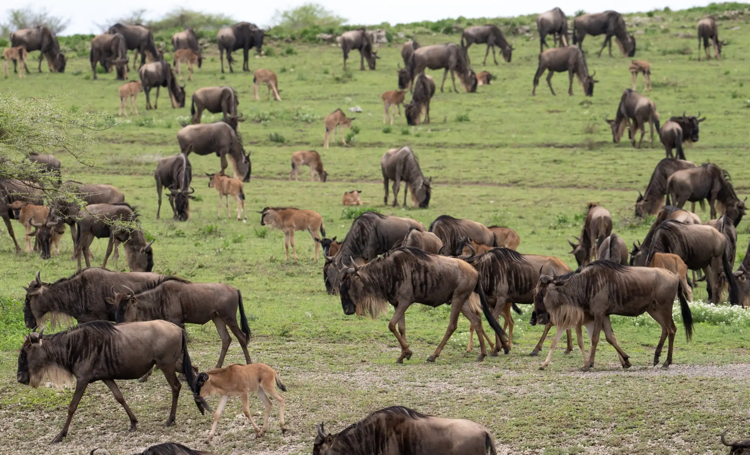 tanzania safaris