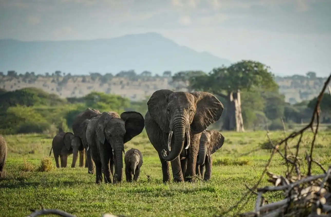 tanzania safaris