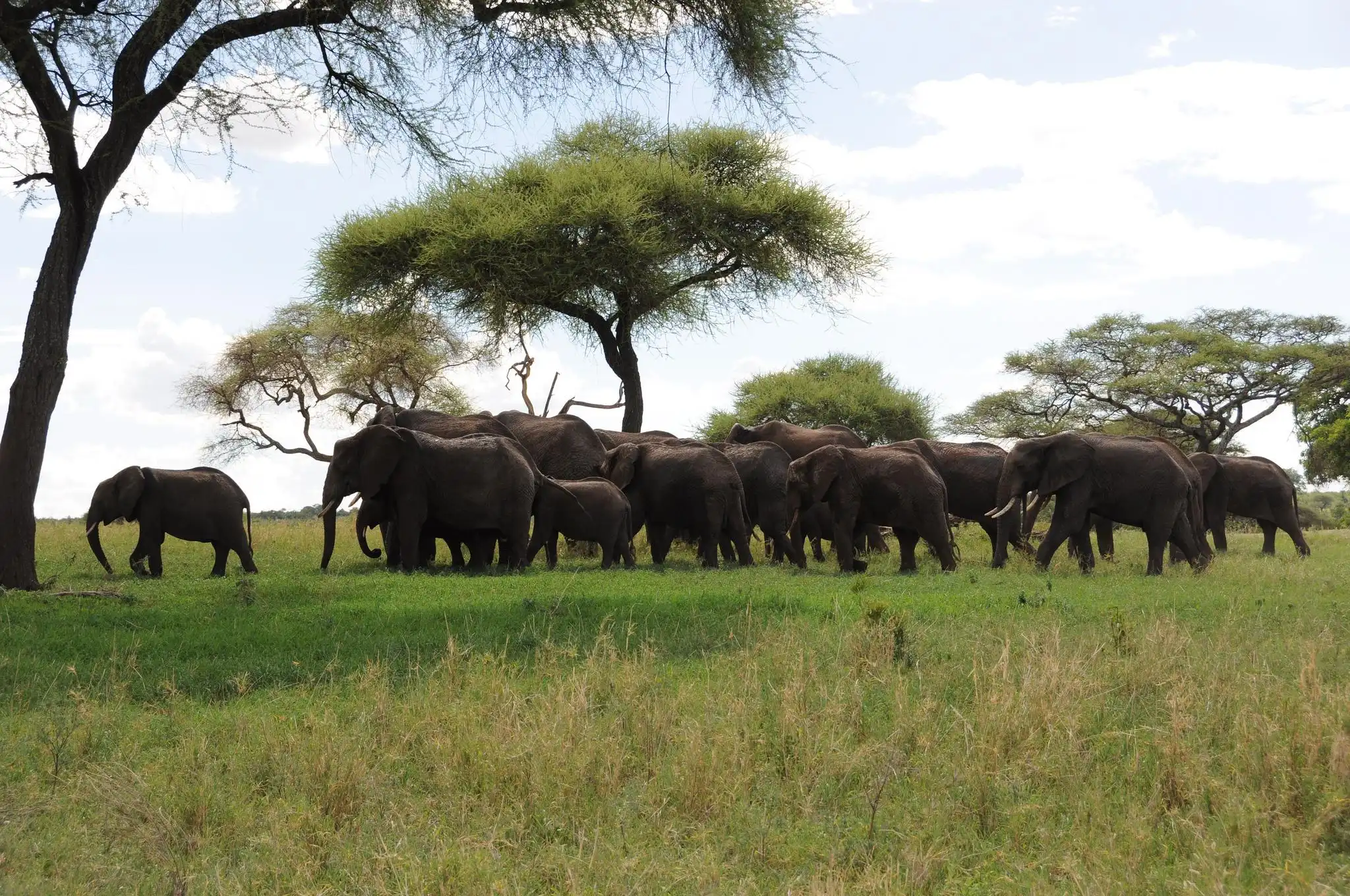 tanzania safaris