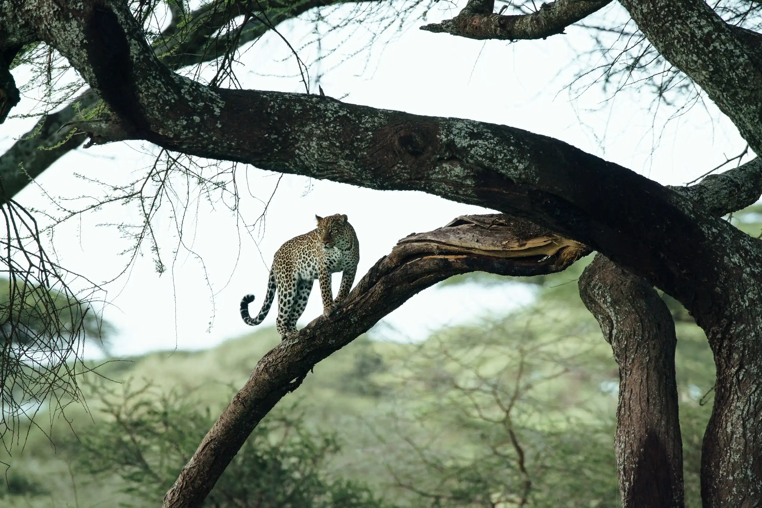 tanzania safaris