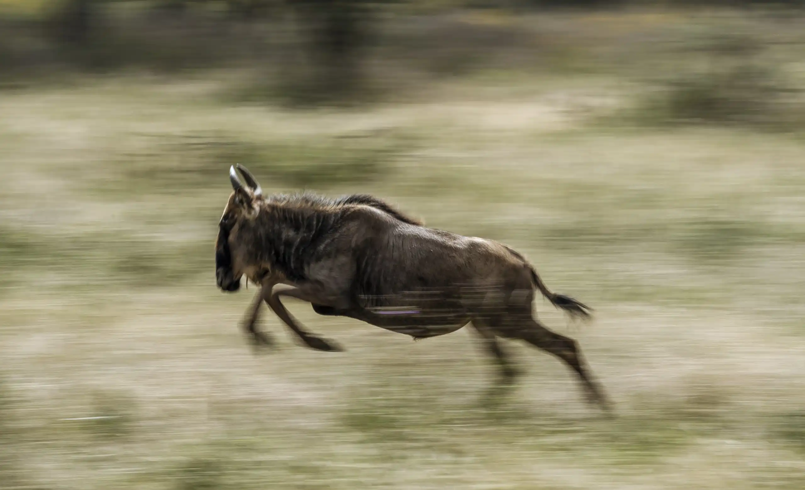 tanzania safaris